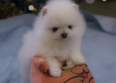 Teddy bear boo Pomeranian yavrularımız